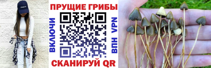 Псилоцибиновые грибы Cubensis  Каменногорск 